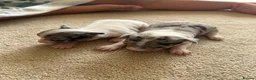 Chihuahua dogs for sale: 3/4 chihuahua 1/4 jack Russell  - Advert 5