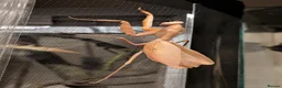 Praying Mantis invertebrates for sale: Timor shield mantis - Advert 2