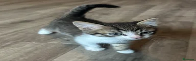 Mixed Breed Kitten 3