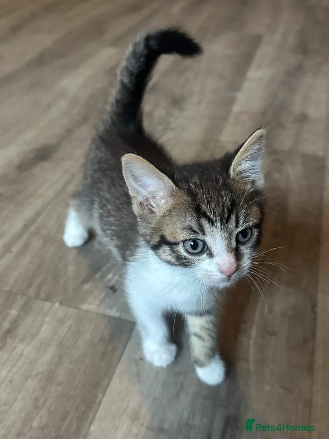 Mixed Breed cats for sale: 3 Colourful Boys,  - Advert 2