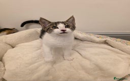 Mixed Breed cats for sale: 1 boy 4 girls ready for new homes.  - Image 3