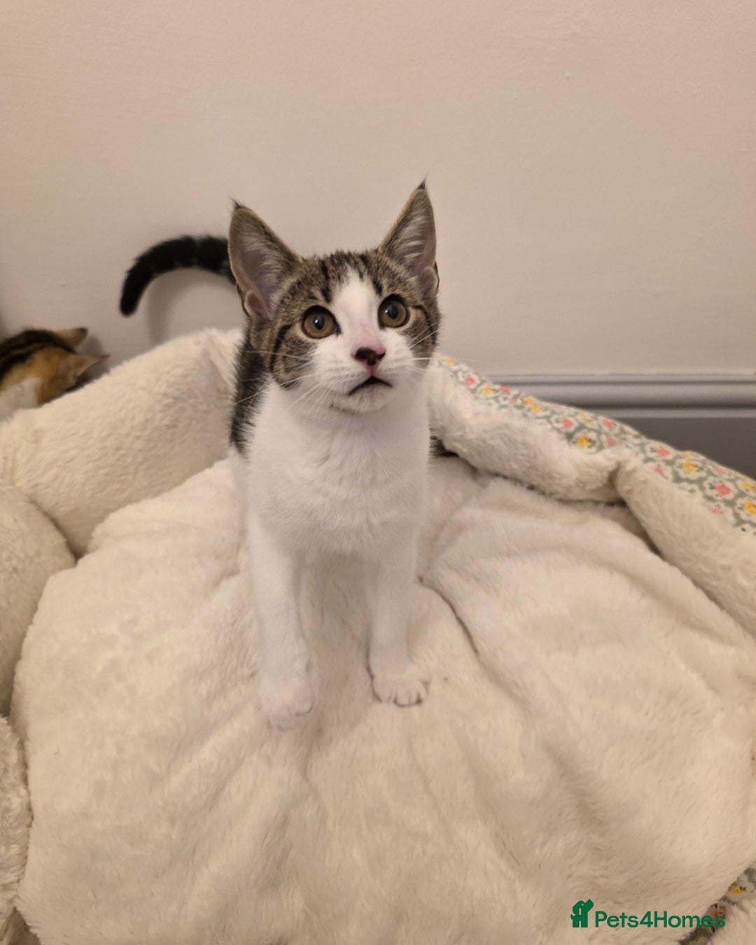 Mixed Breed cats for sale: 1 boy 4 girls ready for new homes.  - Image 3