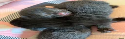 Mixed Breed cats for sale: Kieetens for sale  in Walsall - Advert 2