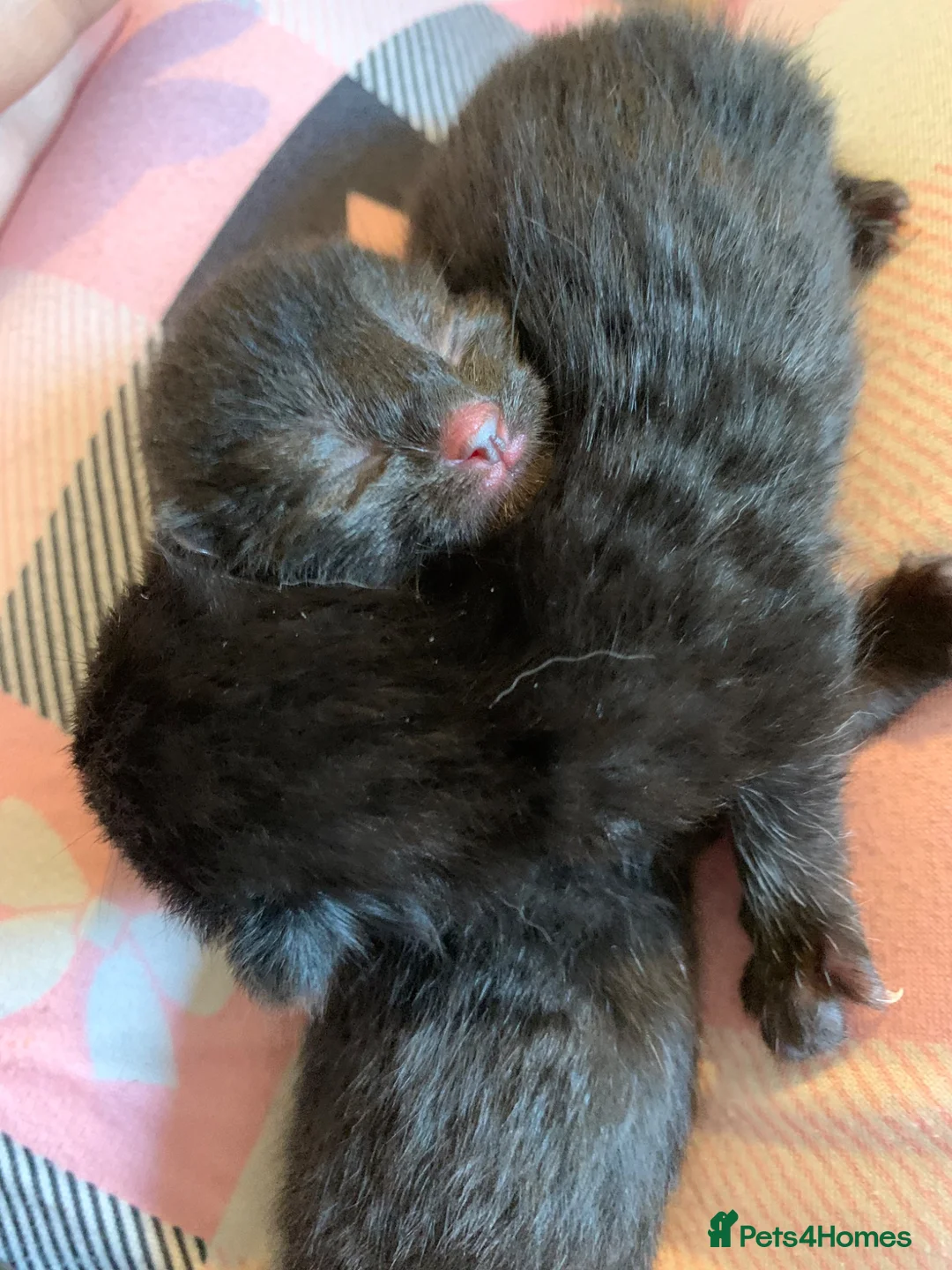 Mixed Breed cats for sale: Kieetens for sale  in Walsall - Advert 2