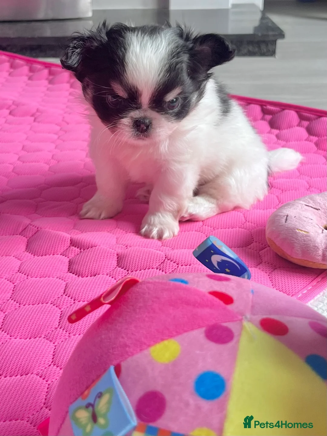Chihuahua dogs for sale: Long Coat Chihuahua Boys Outstanding Quality ⭐️ - Advert 25
