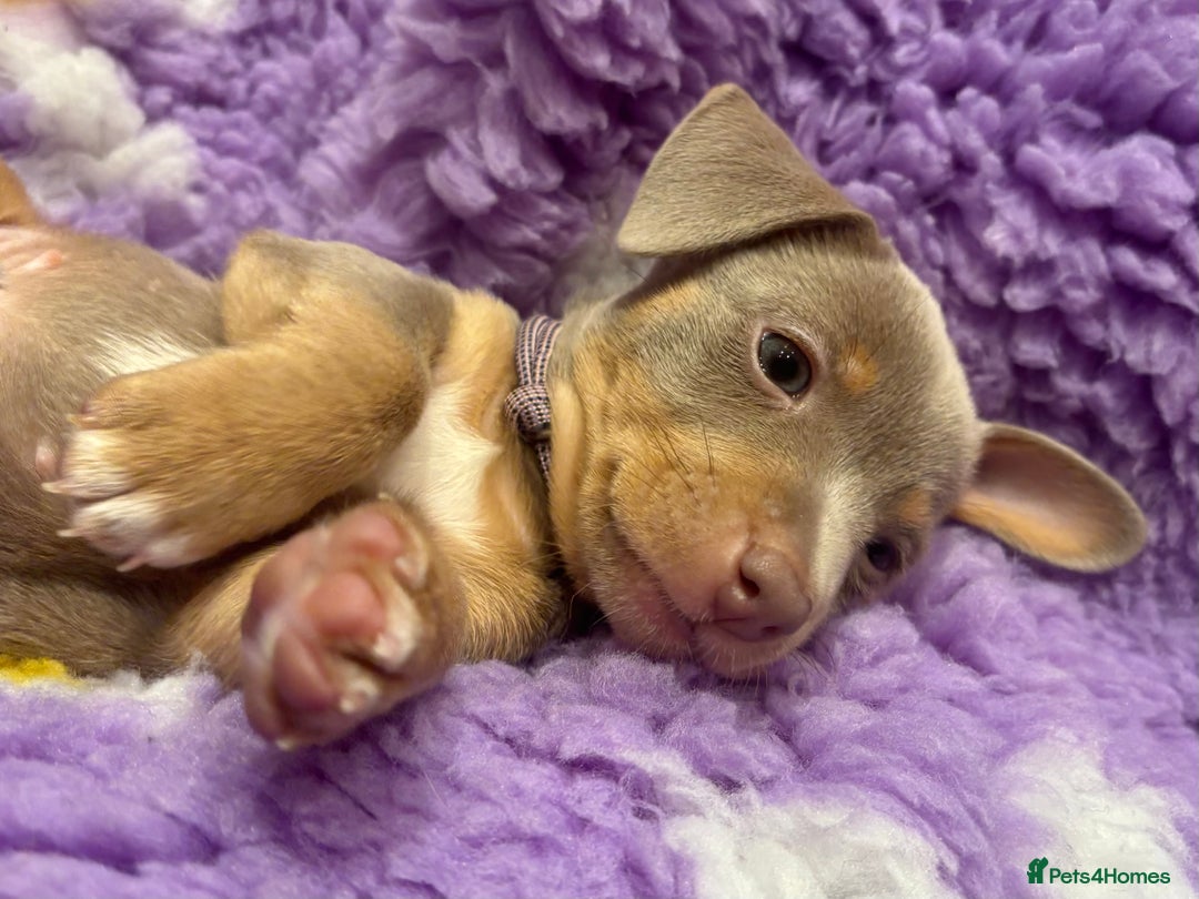 Jack Russell dogs for sale: Lilac and Chocolate Jack Russell Terrier Puppies  - Advert 5