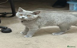 British Shorthair cats for sale: British short hair cats - Image 5