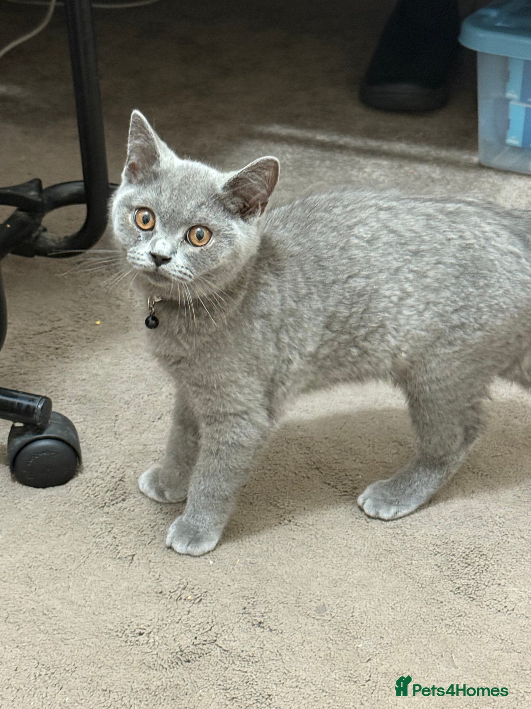 British Shorthair cats for sale: British short hair cats - Image 5