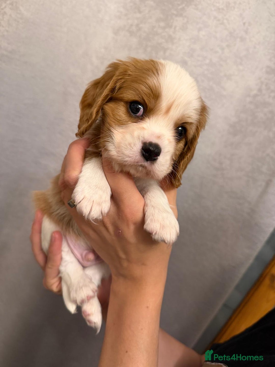 Cavalier King Charles Spaniel dogs for sale: Beautiful KC Registered Boy ✨ Health Tested ✨ - Advert 36