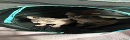 Sphynx cats for sale: Kittens are looking for new homes. - Advert 22