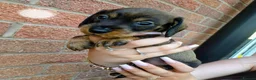 Dachshund dogs for sale: Miniature wire dachshund puppies - Advert 19
