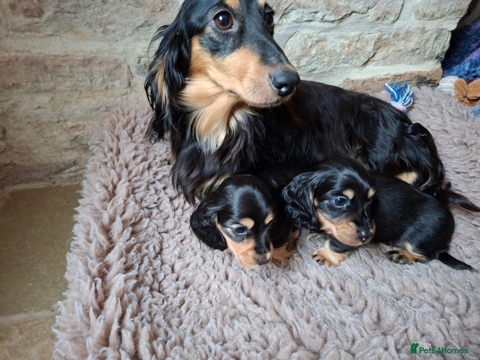 Miniature Dachshund dogs Brothers & sisters  to Crufts Best Puppy Dog 2025 - Advert 1