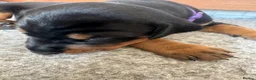 Dobermann dogs for sale: 3 chunky Dobermans puppies  - Advert 21