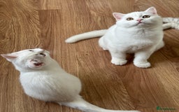 British Shorthair cats for sale: Gorgeous British Longhair & Shorthair Kittens - Image 37