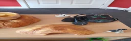 Mixed Breed reptiles for sale: Snake tank vivarium 3ft in Rainham - Advert 5