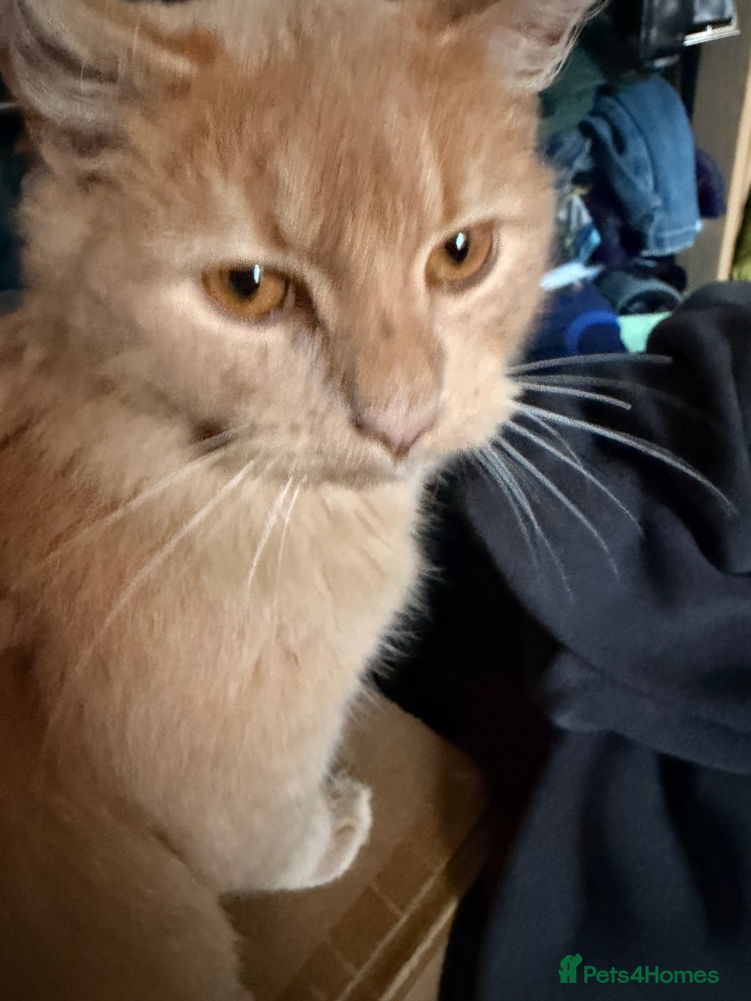 Mixed Breed cats for sale: 2 7 month old kittens - Advert 3