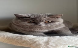 British Shorthair cats for sale: GCCF Registered Lilac British Shorthair Boy - Image 18