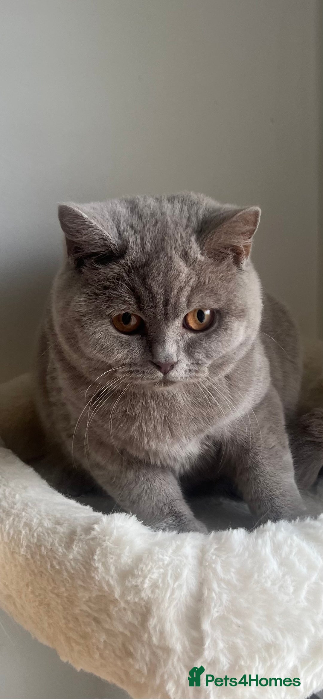 British Shorthair cats for sale: GCCF Registered Lilac British Shorthair Boy - Image 18
