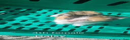 Mixed Breed cats for sale: 7 gorgeous kittens looking for a home - Advert 13