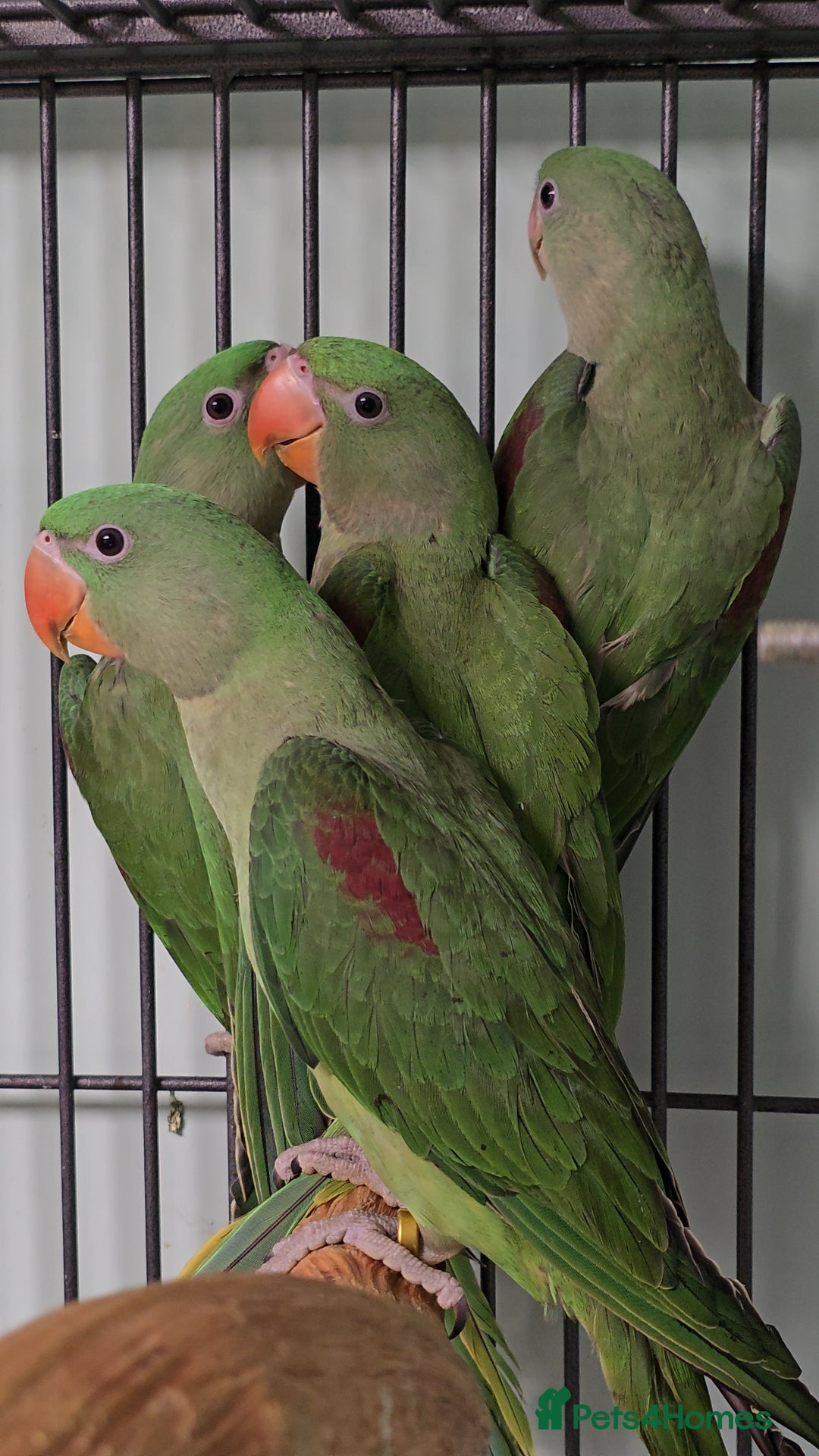 Ringnecks birds for sale: Lovely Handreared Ringnecks, Alexandrines, Conures - Image 14