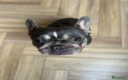 French Bulldog dogs for sale: French bulldogs looking for forever homes - Image 4