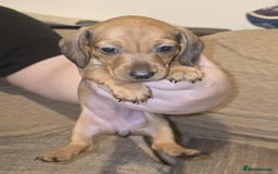Miniature Dachshund dogs for sale: 3 Fat Little Minature Dacshund Puppies - Image 8
