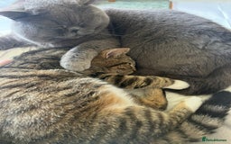 British Shorthair cats for sale: 6 Gorgeous British Shorthairs for sale  - Image 24