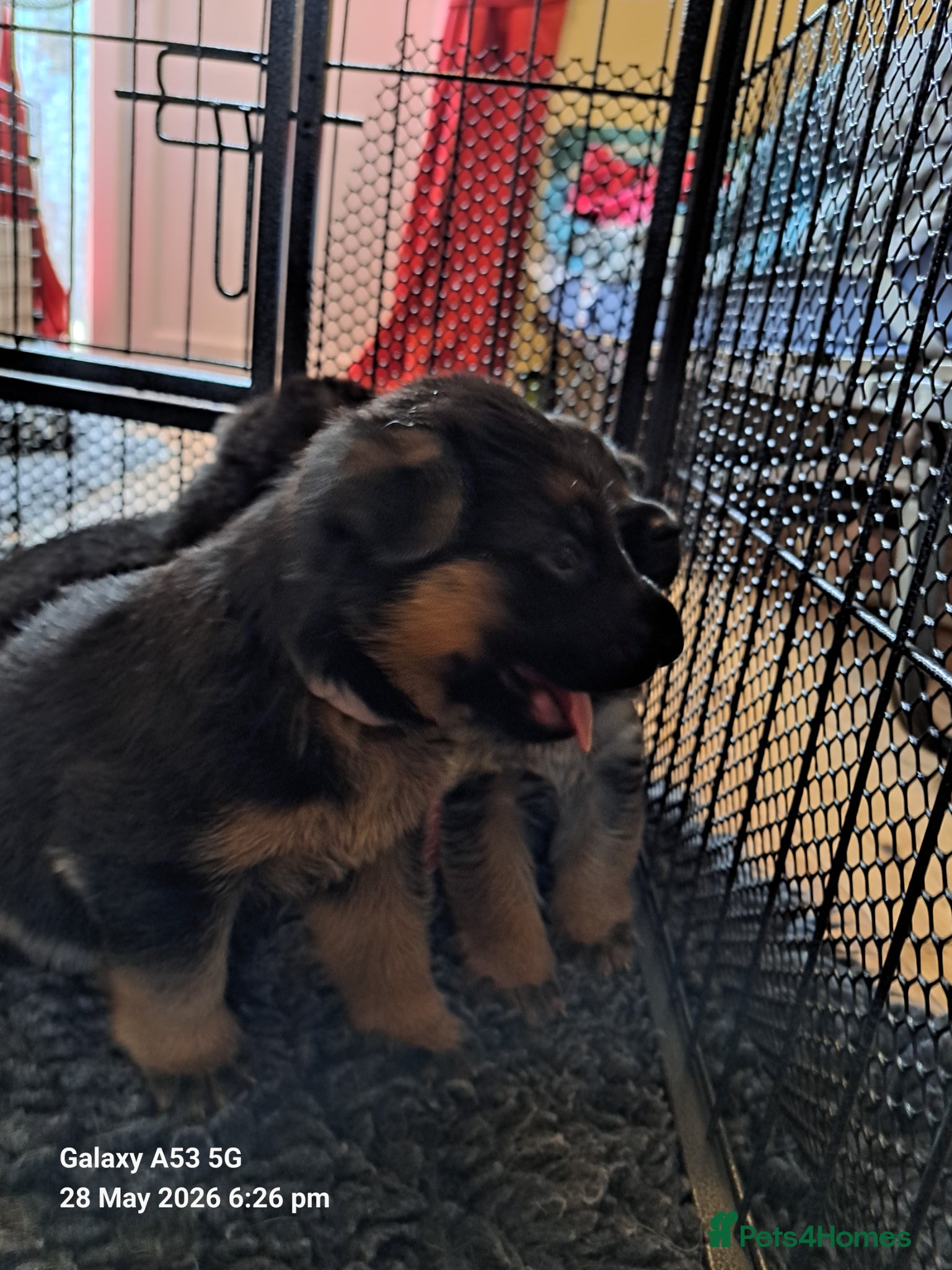 German Shepherd dogs Beautiful Chunky German Shepherd Puppies  - Advert 9