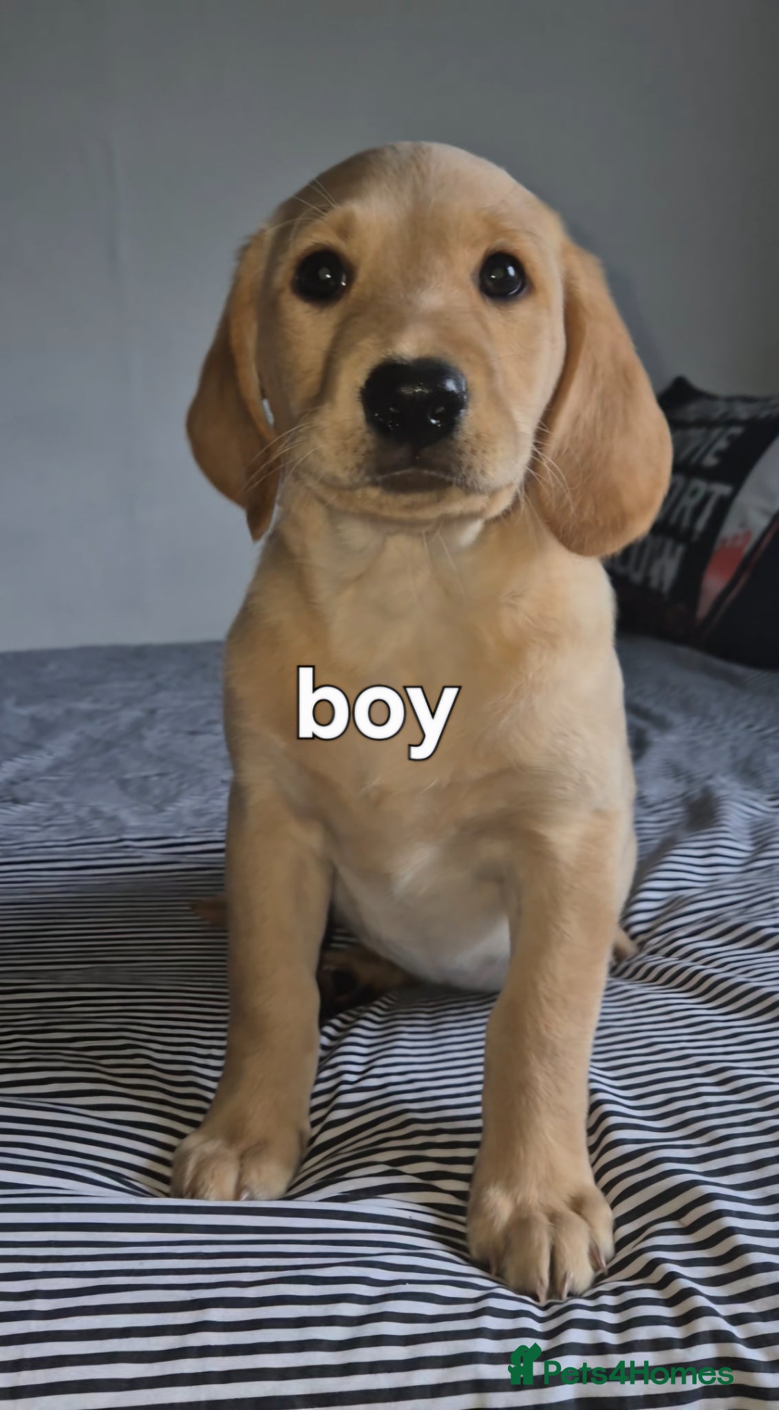Labradoodle dogs labradoodle puppies ready for their new homes - Advert 11