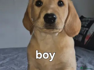Labradoodle dogs labradoodle puppies ready for their new homes - Advert 7