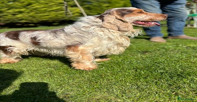 Cocker Spaniel dogs - Advert 6