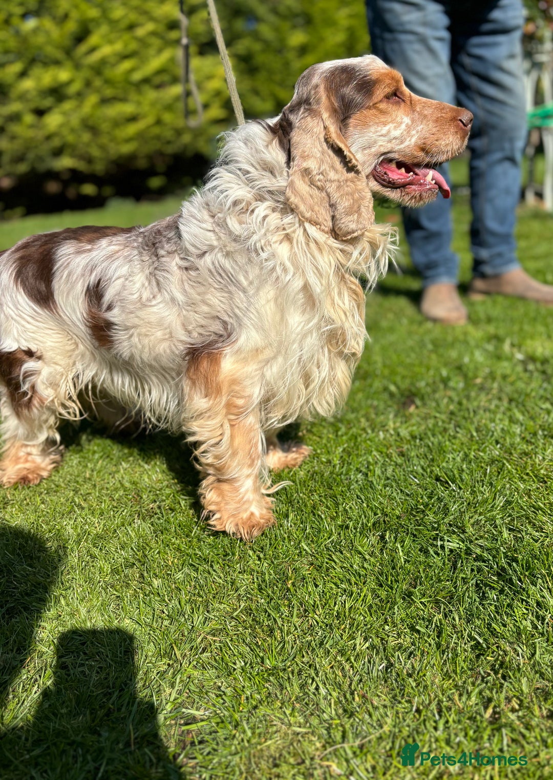 Cocker Spaniel dogs for sale: STUD FOR SALE - Image 2