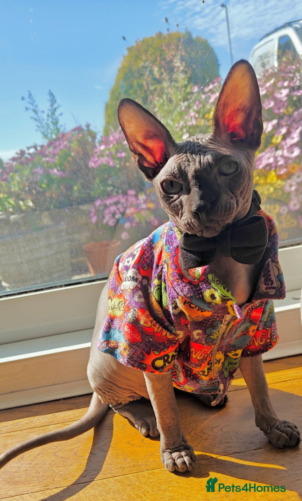 Sphynx cats Majestic Kitten Sphynx  - Advert 15