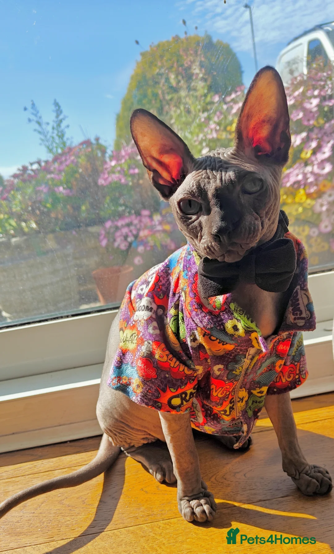 Sphynx cats for sale: Majestic Kitten Sphynx  - Advert 1