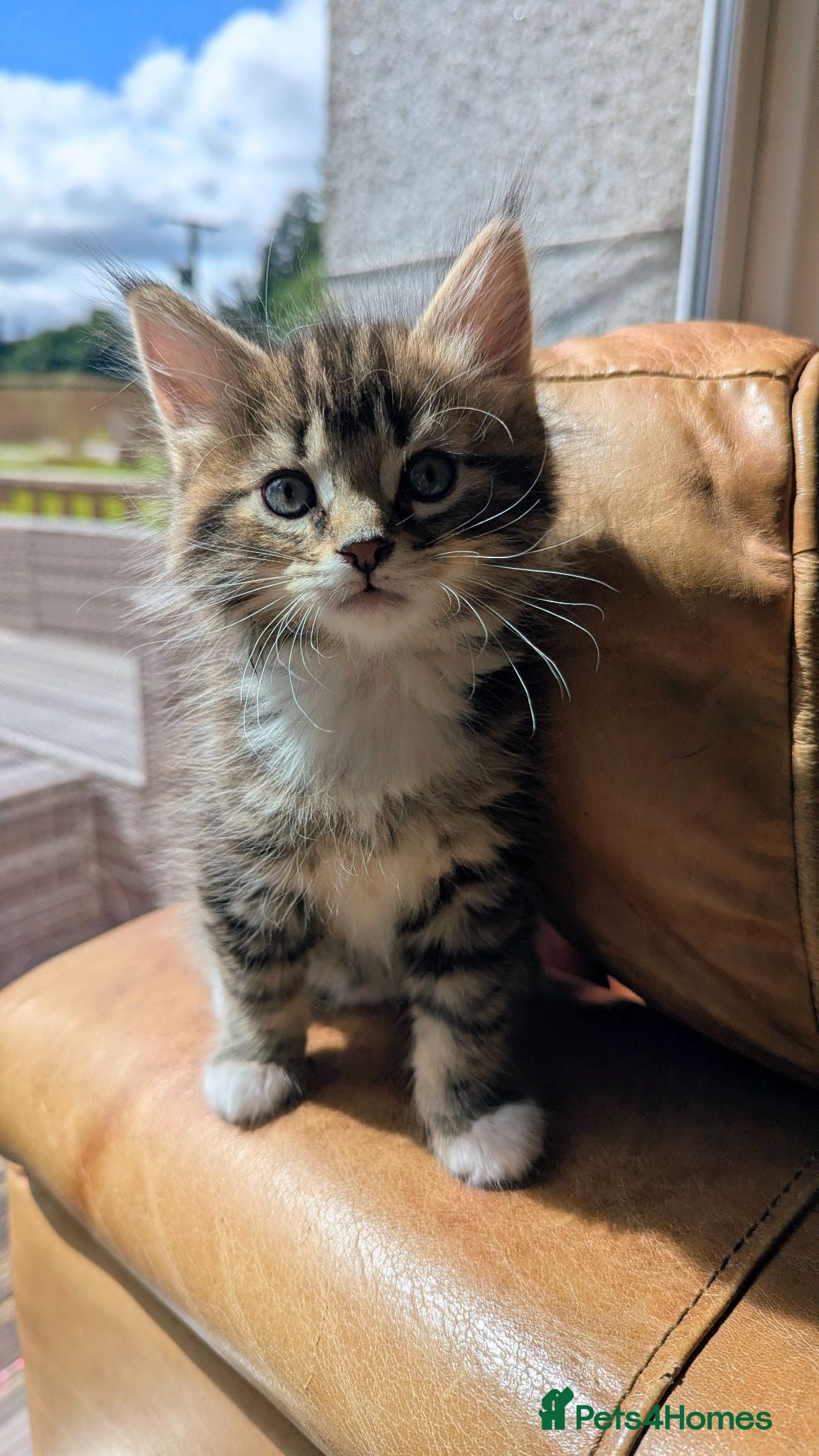 Mixed Breed cats Gorgeous Tabby Kittens for sale Ready June 17 - Advert 1