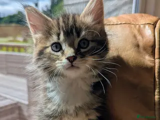 Mixed Breed cats Gorgeous Tabby Kittens for sale Ready June 17 - Advert 1