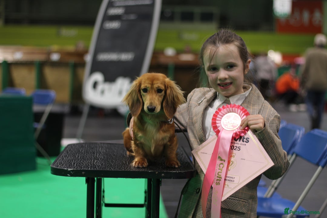 Miniature Dachshund dogs for sale: Exceptional Champion Bloodlines KC Registered PRA - Advert 6