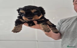 Cockapoo dogs for sale: F1B COCKAPOO PUPPIES  - Image 9