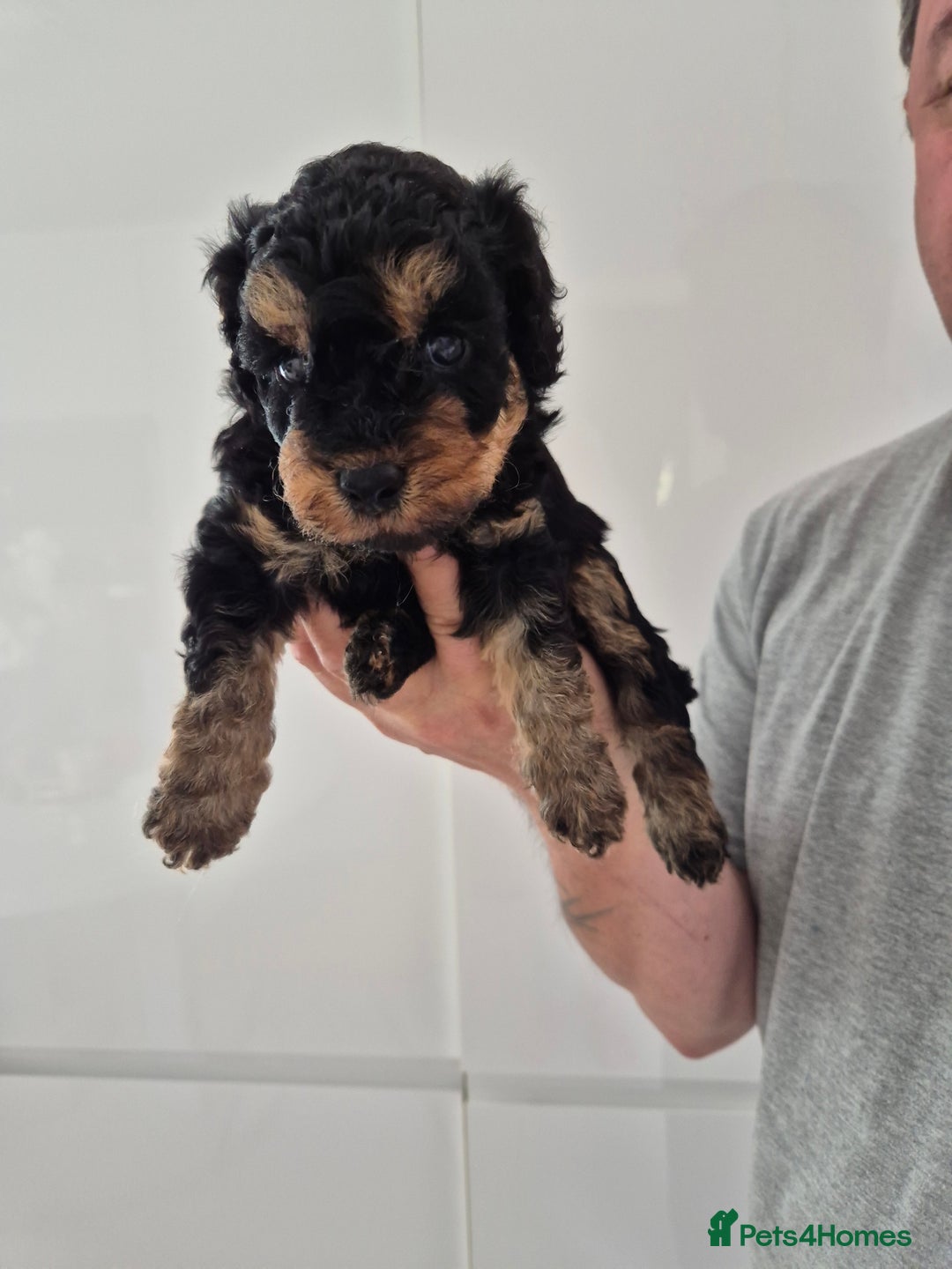 Cockapoo dogs for sale: F1B COCKAPOO PUPPIES  - Image 9
