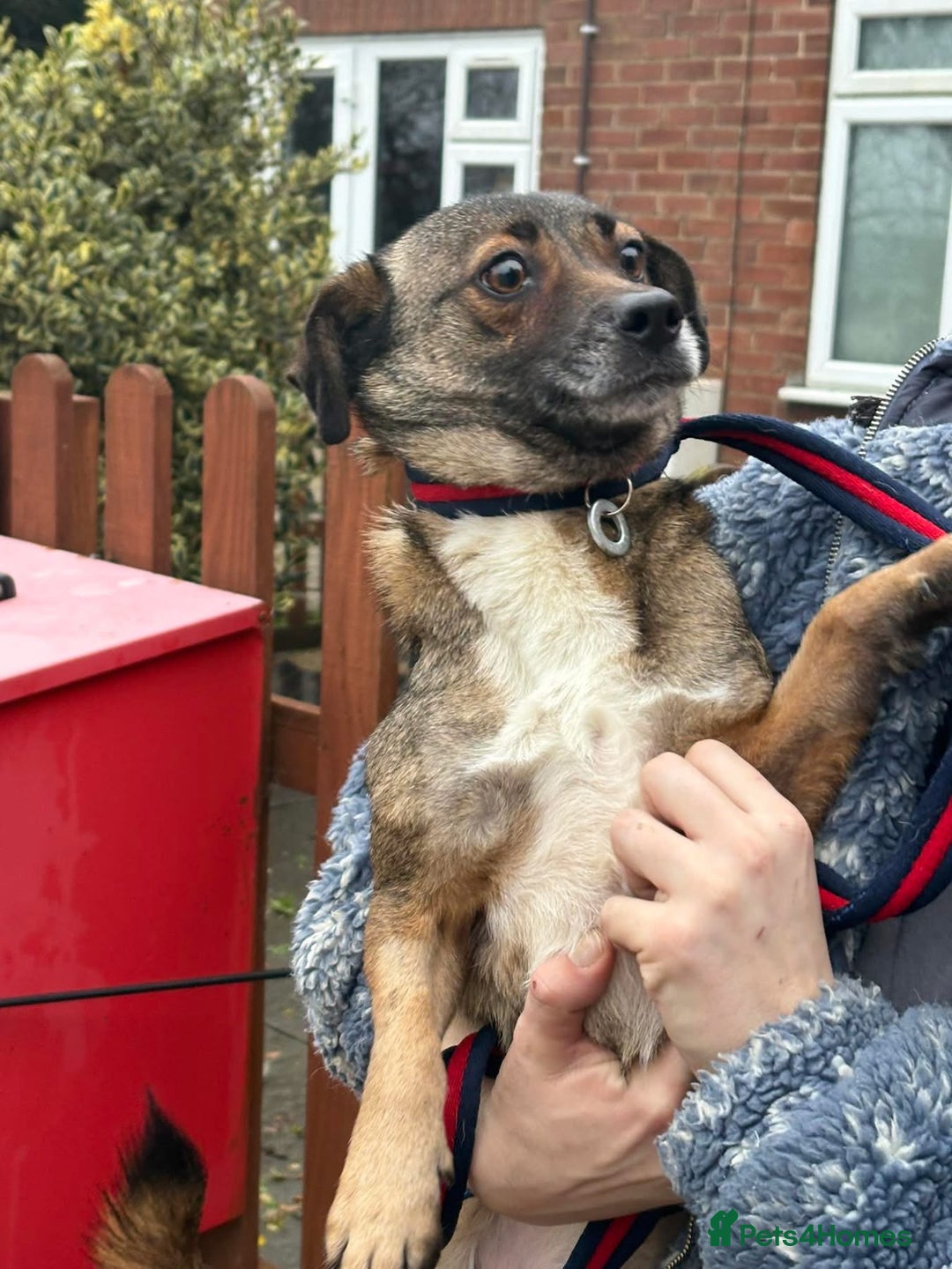 Mixed Breed dogs for adoption: Lindy - Norwich Norfolk  - Advert 12