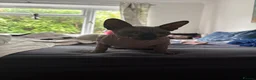 Sphynx cats for sale: 1 Male Sphynx cat in Eastbourne - Advert 2