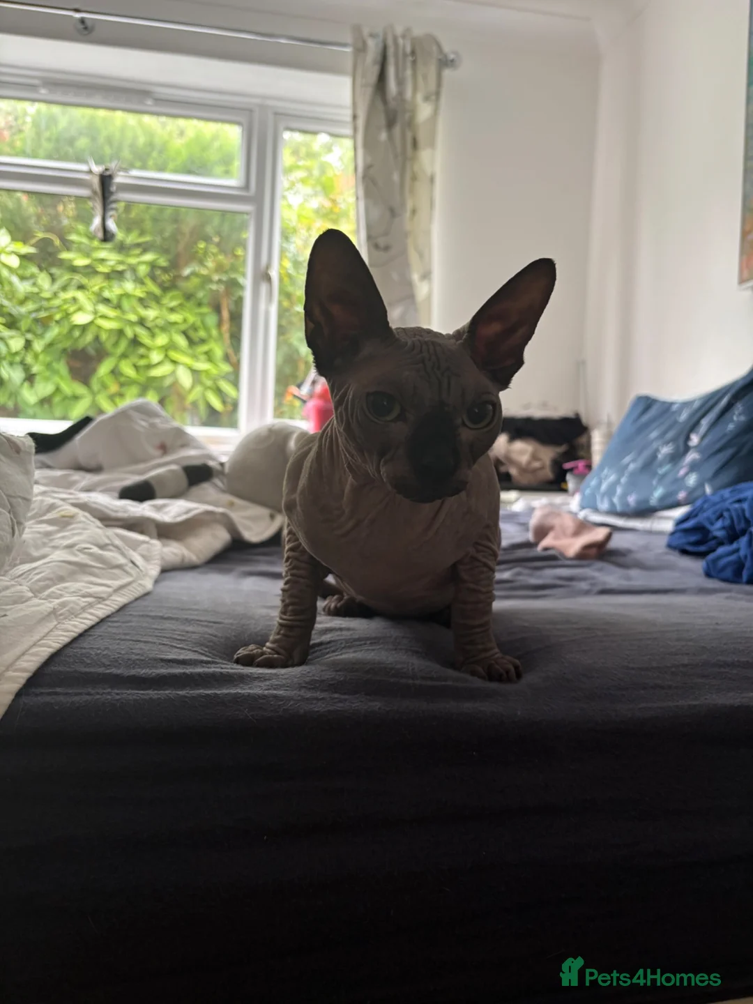 Sphynx cats for sale: 1 Male Sphynx cat in Eastbourne - Advert 2