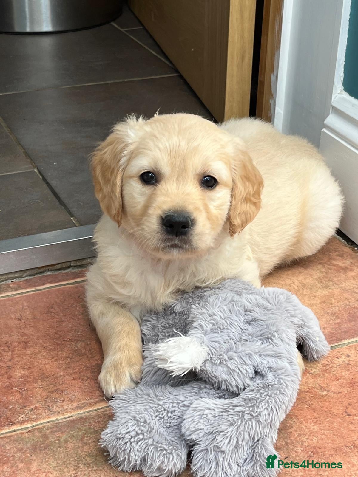Golden Retriever dogs Ready Now 1Girl Kennel Club Golden Retriever Puppy - Advert 2