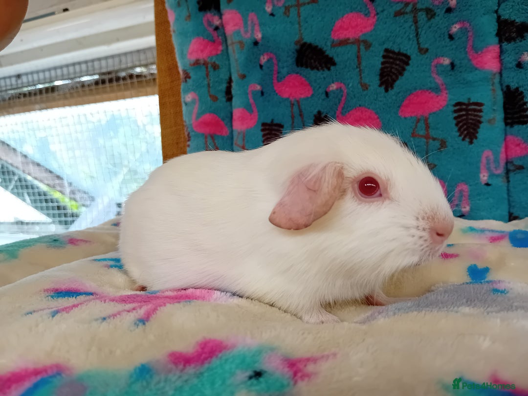 Guinea Pig rodents for sale: Baby Boars Different Breeds Available  - Image 19