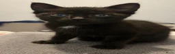 Domestic Shorthair cats for sale: 8 week old kittens - Advert 10