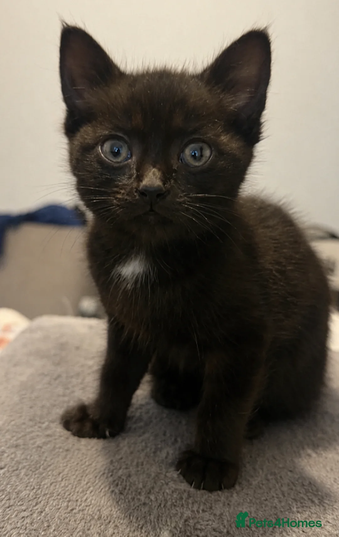 Domestic Shorthair cats for sale: 8 week old kittens - Advert 10