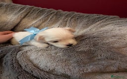 Maltese dogs for sale: Beautiful Small Size Maltese ONLY TWO PUPPIES LEFT - Image 14