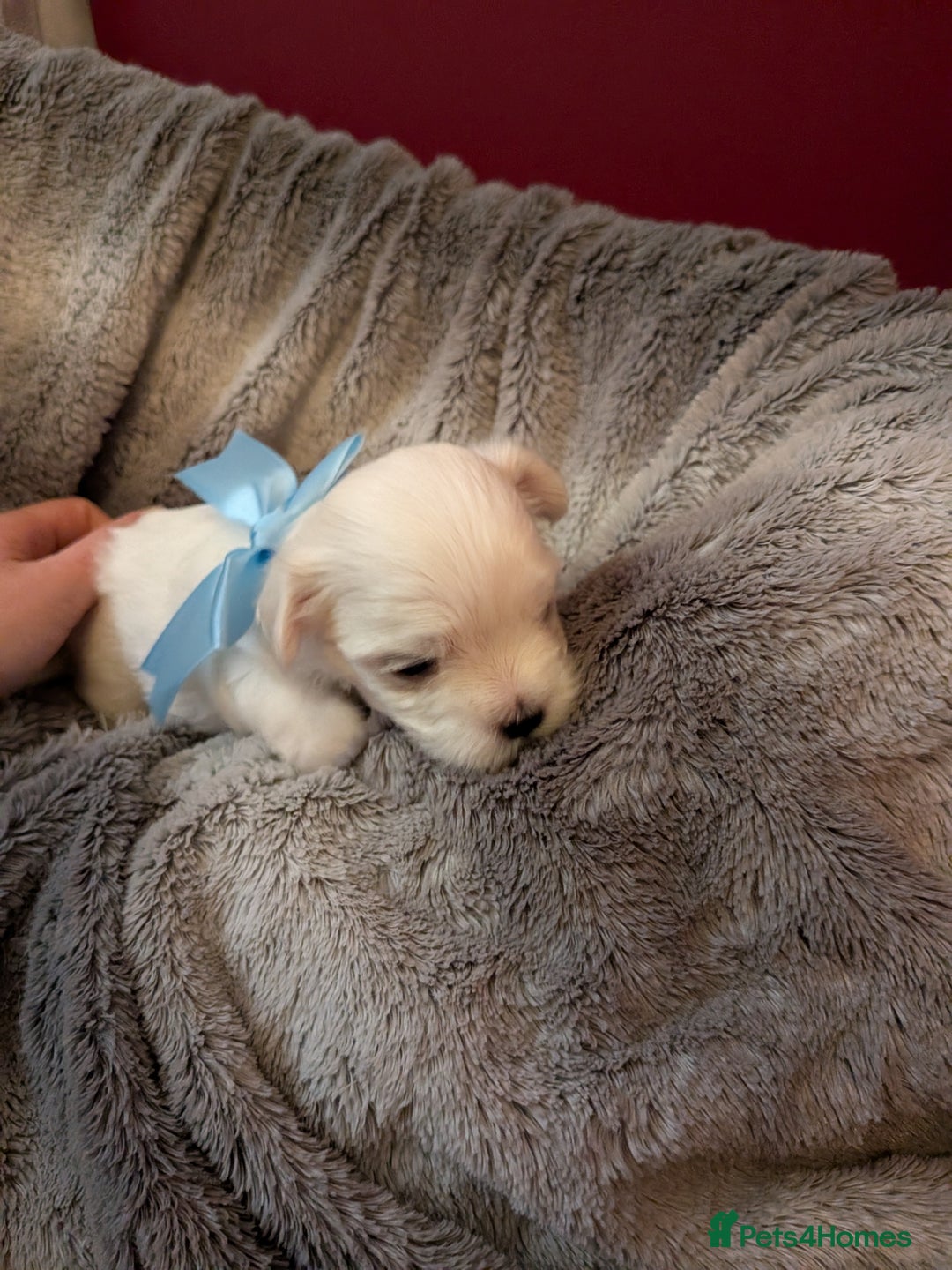Maltese dogs for sale: Beautiful Small Size Maltese ONLY TWO PUPPIES LEFT - Image 14