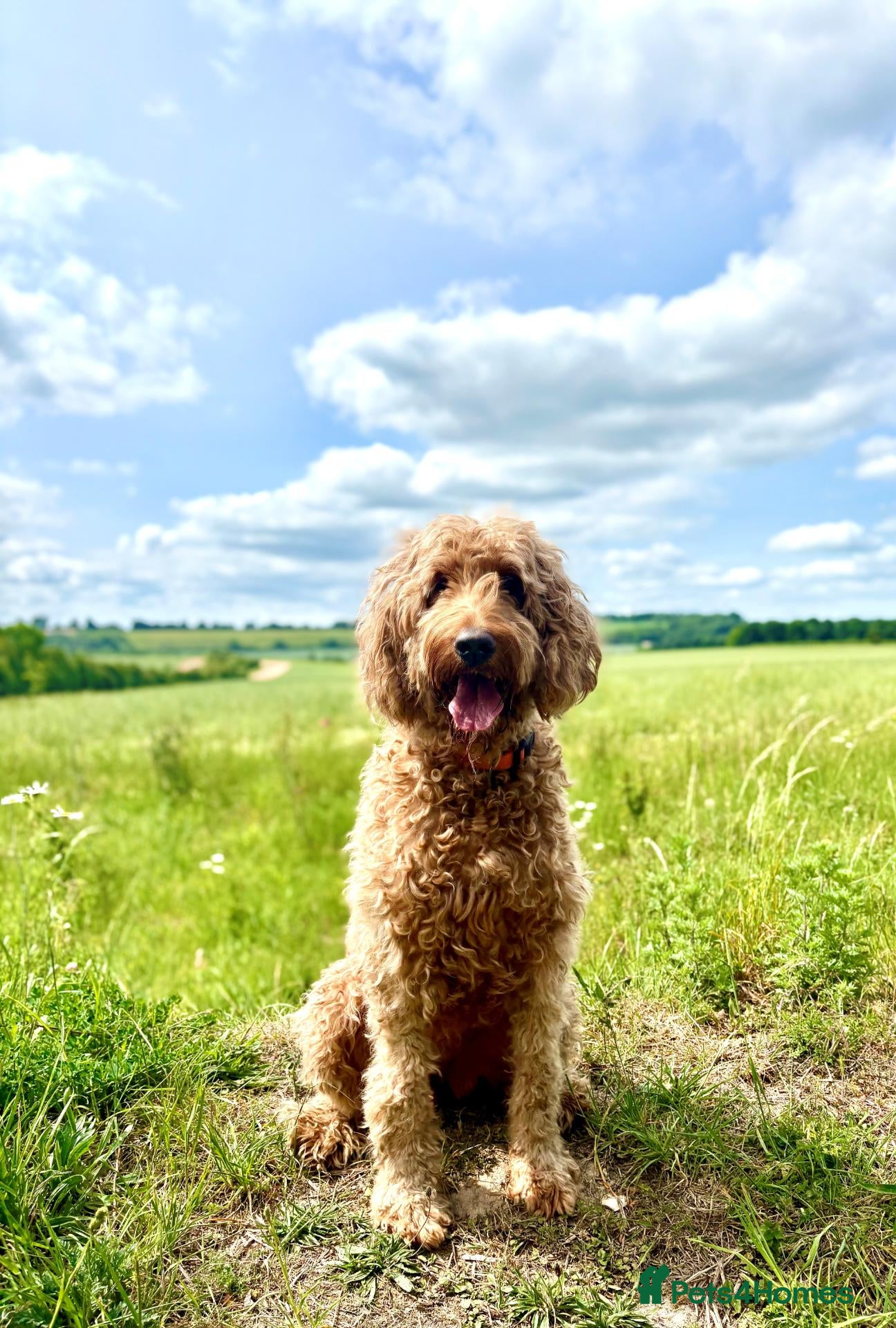 Irish Doodle dogs LARGE Irish Golden Doodle Puppies- red curly coats - Advert 1