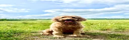 Irish Doodle dogs for sale: LARGE Irish Golden Doodle Puppies- red curly coats in Winchester - Advert 1